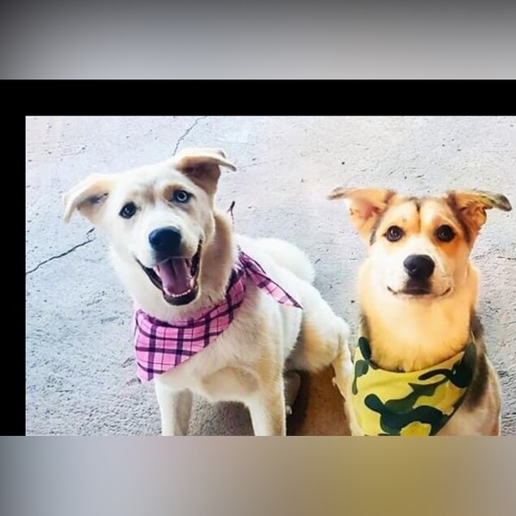 Meet your Posher, Celena - Picture 7 of 9